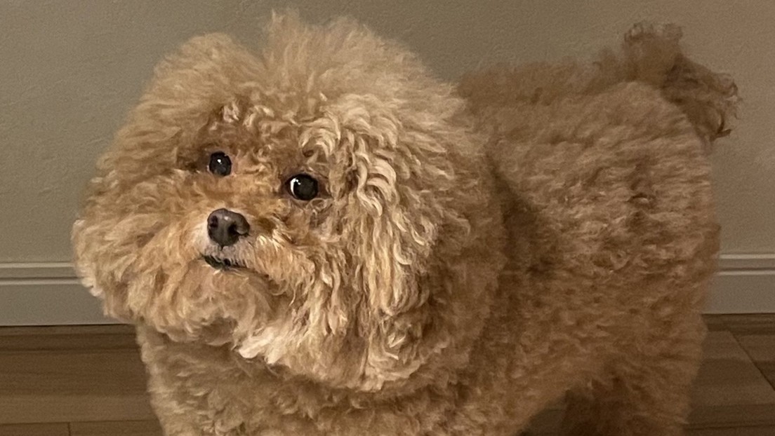 FOTO: Un perro triunfa en Twitter por su parecido con los personajes de 'Among Us'