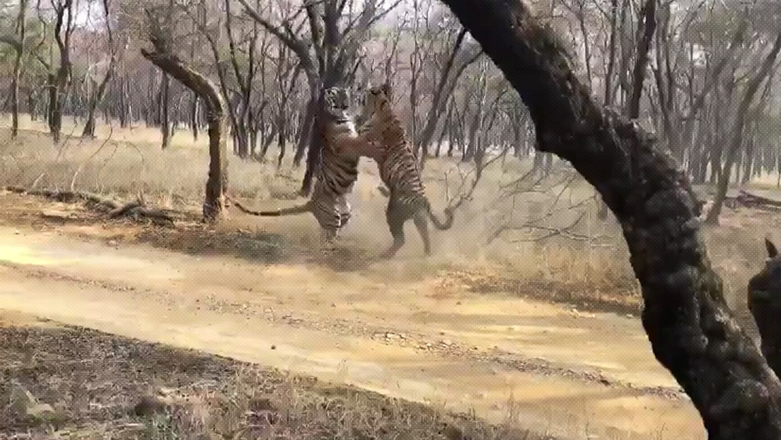 VIDEO: Captan el brutal enfrentamiento entre dos tigres en un parque nacional indio