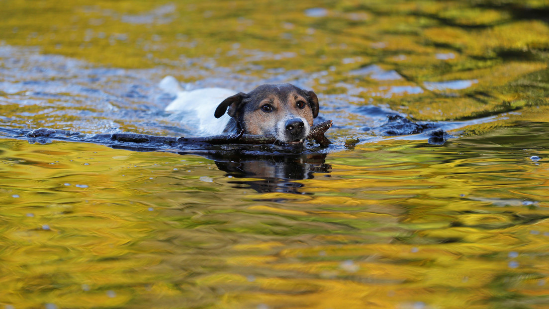 VIDEO: Un jardinero arriesga su vida para rescatar a un perro arrastrado por el agua de una represa