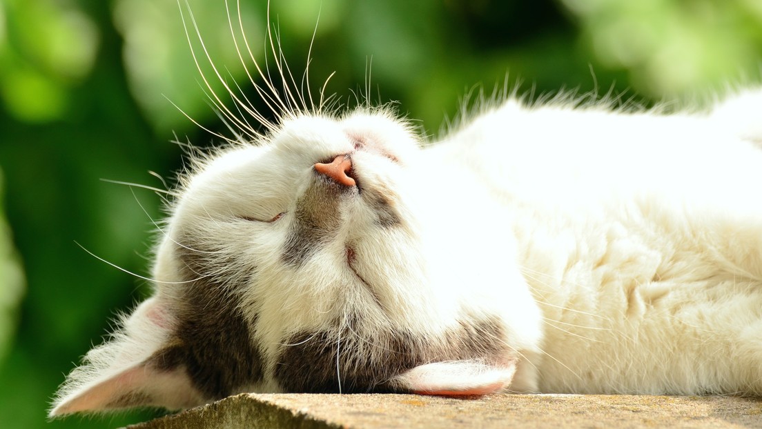 VIDEO: Un gato se disputa con su dueña el calentador eléctrico, inclinándolo furtivamente hacia su lado