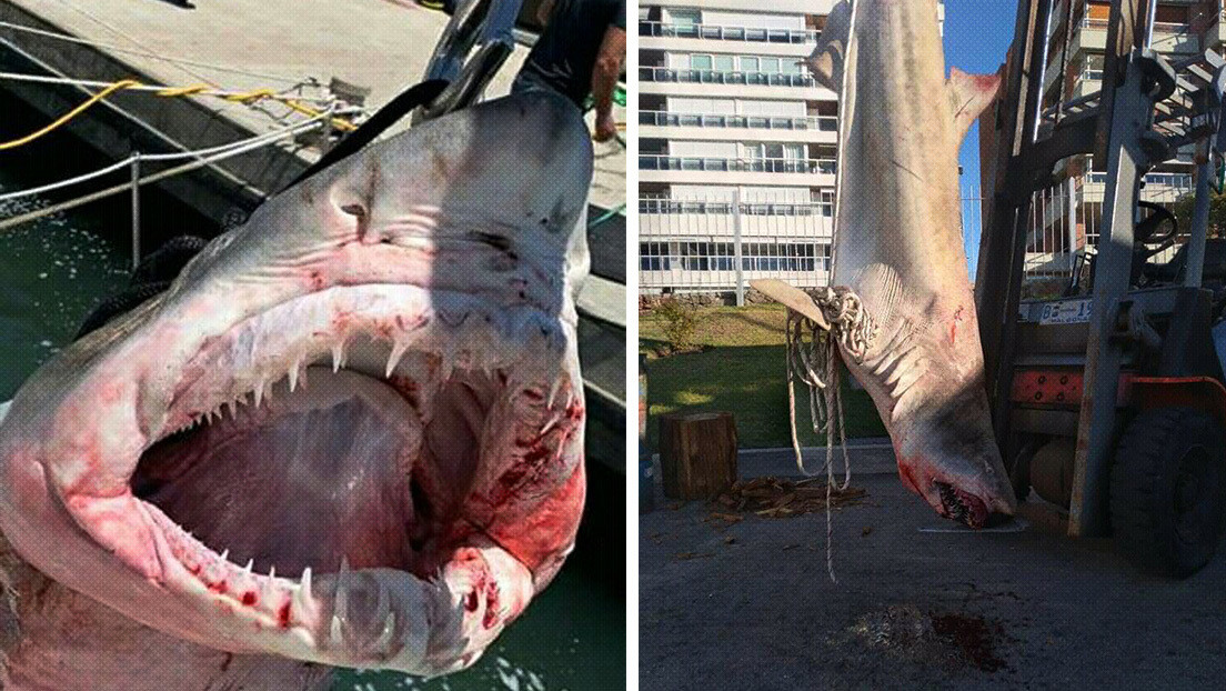 "¡Están en peligro de extinción!": Pescan un tiburón en Uruguay y aumentan las preocupaciones por la especie (VIDEO, FOTOS)