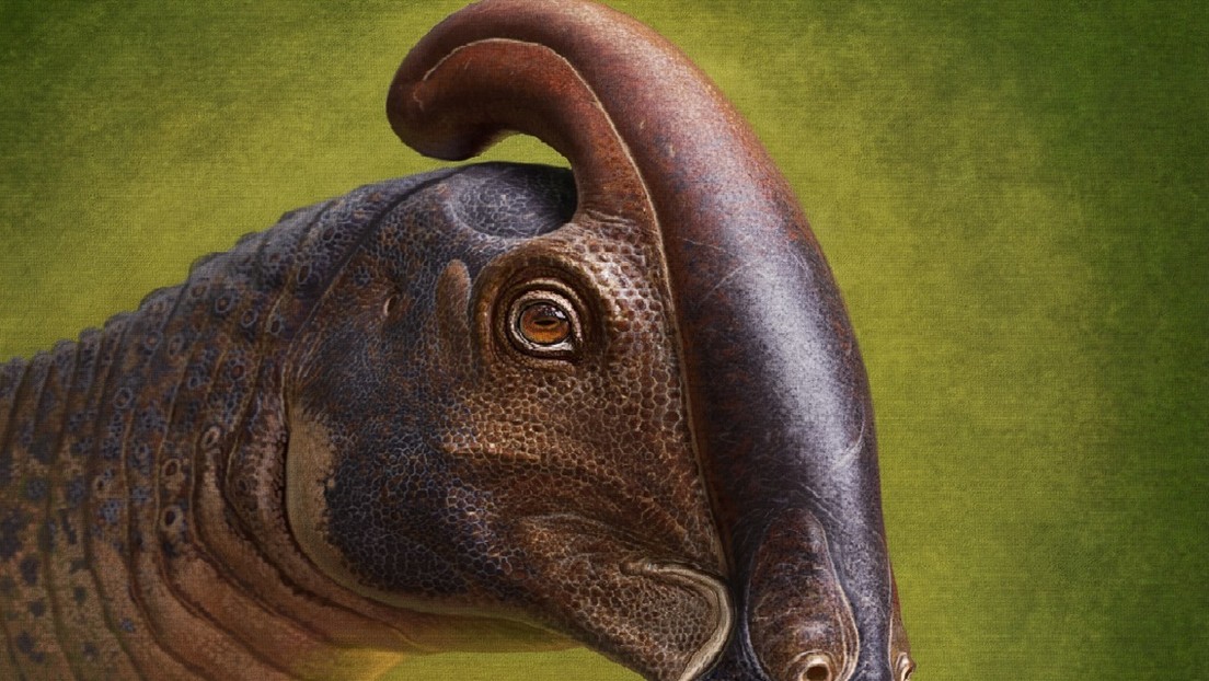 Reconstruyen por primera vez la apariencia de un dinosaurio pico de pato con una "extraña" cresta tubular que vivió hace más de 70 millones de años
