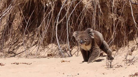 VIDEO: Un koala aparece en una playa australiana y deleita a los bañistas, pero una cuidadora de la vida silvestre afirma que estaba en pánico