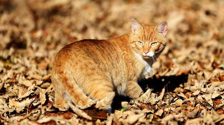 Una pareja británica se queda atrapada en México durante la pandemia tras negarse a abandonar con lesiones a su gatita adoptada
