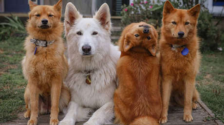 Un cachorro aprende el comando "demonio" y cuando lo escucha, hace este inusual truco al estilo de 'El Exorcista' (VIDEOS, FOTOS)