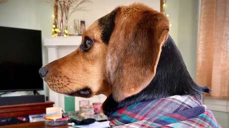 VIDEO: Una perrita aficionada a las carreras de caballos no puede dejar de dar saltitos frente al televisor