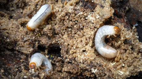 Dos empresas construirán la granja productora de proteína a base de insectos más grande del mundo