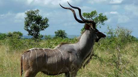 Un antílope 'se bate en duelo' con un cráneo de elefante y acaba enredado (FOTOS)