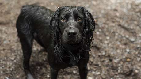 El emotivo reencuentro de un amo con su perrito sordo, que pasó 30 horas en una madriguera de conejo (VIDEO)