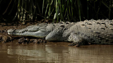 Científicos explican por qué los cocodrilos han cambiado tan poco desde la era de los dinosaurios