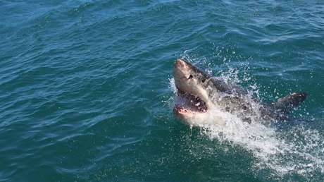 Un tiburón blanco mata a una joven de 19 años en Nueva Zelanda