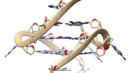 Observan por primera vez la actividad del ADN de cuatro cadenas en células vivas: un "eslabón perdido" que podría ayudar en la lucha contra el cáncer