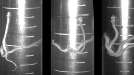 VIDEO: Descubren una sorprendente  y "extraña" estrategia de las serpientes para escalar estructuras de gran tamaño