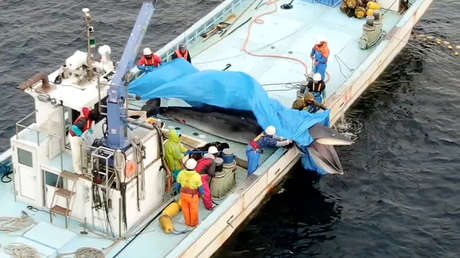 Pescadores japoneses matan a una ballena a la que tuvieron 20 minutos bajo el agua hasta que se ahogó