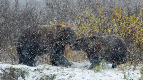VIDEO: Cámaras de seguridad captan la curiosa y adorable reacción de un osezno al ver la nieve caer