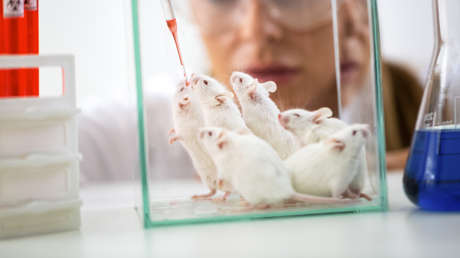 Calculan cuántos ratones y ratas usan anualmente los científicos en EE.UU.