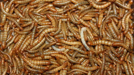 La UE reconoce oficialmente que el gusano de la harina es un alimento seguro