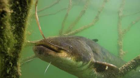 Siluros invasores 'comepalomas' causan estragos en los ecosistemas fluviales de Europa occidental