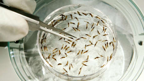 Descubren que una bacteria usada para controlar las poblaciones de mosquitos podría protegerlos contra los pesticidas