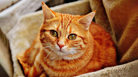 ¡Para de beber!: una gatita se vuelve viral por impedir 'ferozmente' que su dueña tome cerveza (VIDEO)