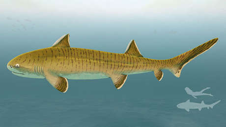 Describen un gran tiburón del Jurásico a partir de un fósil "casi completo" hallado en Alemania