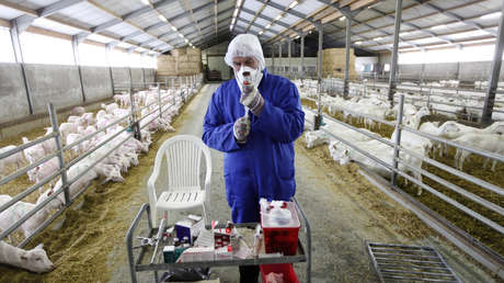 Países Bajos podría enfrentarse a una enfermedad desconocida transmitida por cabras