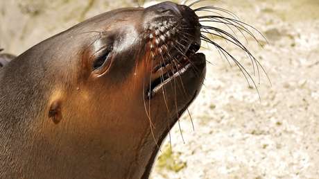 Cierran una calle en Nueva Zelanda para que un león marino pueda cuidar a su cría