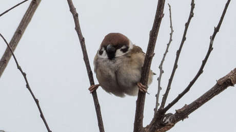FOTO: Un gorrión 'posa a lo Van Damme' y la imagen se hace viral en Twitter