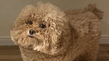 FOTO: Un perro triunfa en Twitter por su parecido con los personajes de 'Among Us'