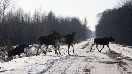 VIDEO: El piloto automático de un Tesla evita por los pelos el choque potencialmente fatal contra un alce