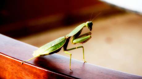Descubren una rara 'táctica sexual' en mantis religiosas que permite a los machos no ser devorados en la cópula