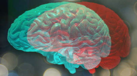 Descubren que los cerebros con características andróginas son más comunes de lo que se creía y tienen sus ventajas