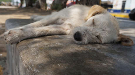 VIDEO: Una perrita devota pasa toda una semana esperando por su dueño a la entrada de un hospital
