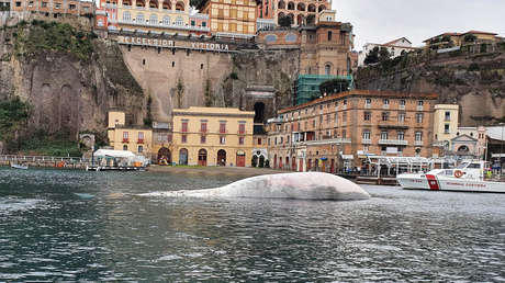 Hallan una enorme ballena muerta en aguas mediterráneas de Italia