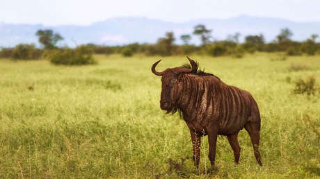 VIDEO: Una ñu defiende a su cría herida del ataque de un leopardo y de unos jabalíes