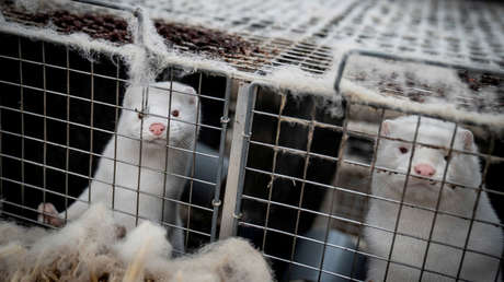 Un brote de coronavirus obligará a sacrificar a 3.100 visones de una granja en España