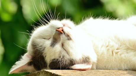 VIDEO: Un gato se disputa con su dueña el calentador eléctrico, inclinándolo furtivamente hacia su lado