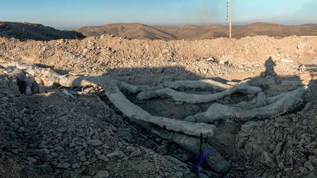 Descubren un árbol petrificado hace 20 millones de años totalmente intacto en la isla de Lesbos (FOTOS)