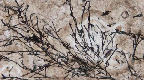 VIDEO: Hallan los organismos terrestres más antiguos jamás detectados, de hace 635 millones de años