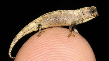Brookesia nana