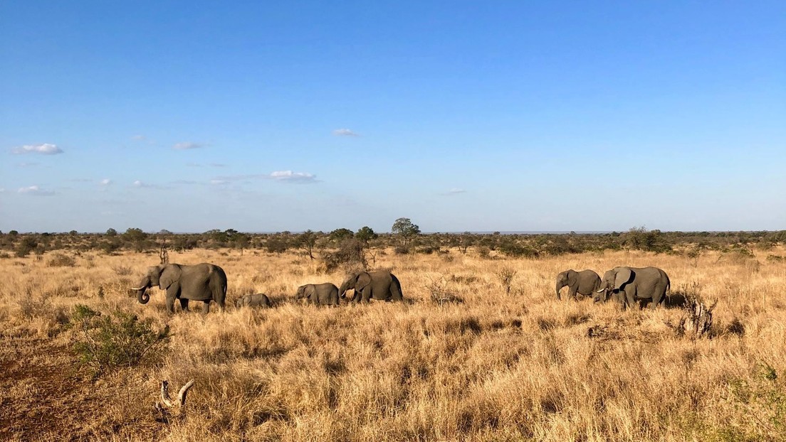 Un británico invita a 3.000 cazadores a África afirmando que los animales "son abundantes" por la pandemia