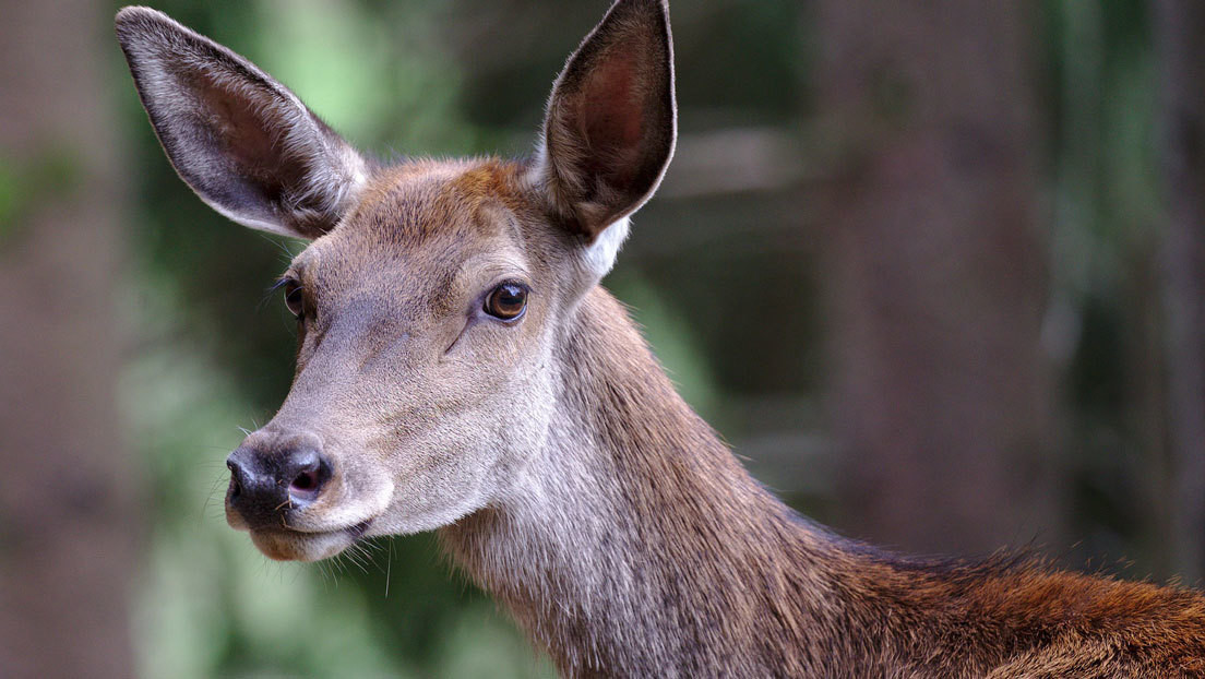 ¿Dónde se ha metido? Buscan respuesta a una enigmática fotografía de un ciervo que logra esconder todo su cuerpo tras un árbol