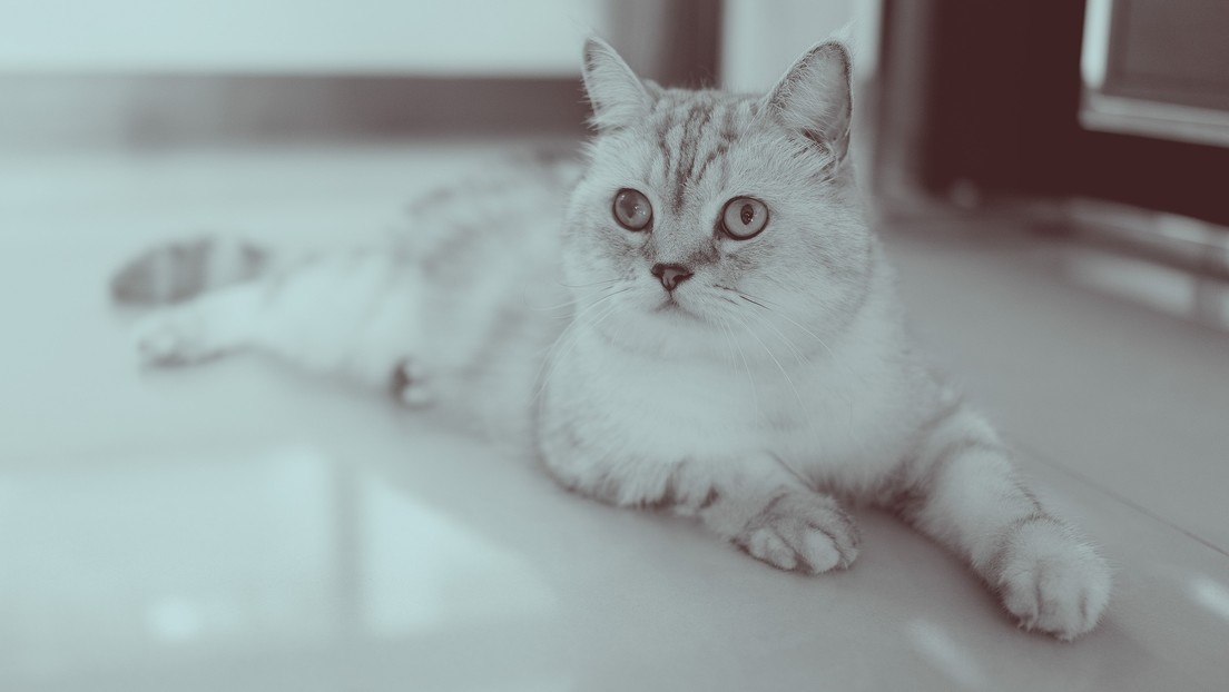 VIDEO: Qiqi, 'la gata araña' que 'no conoce techo' en el arte de escalar paredes