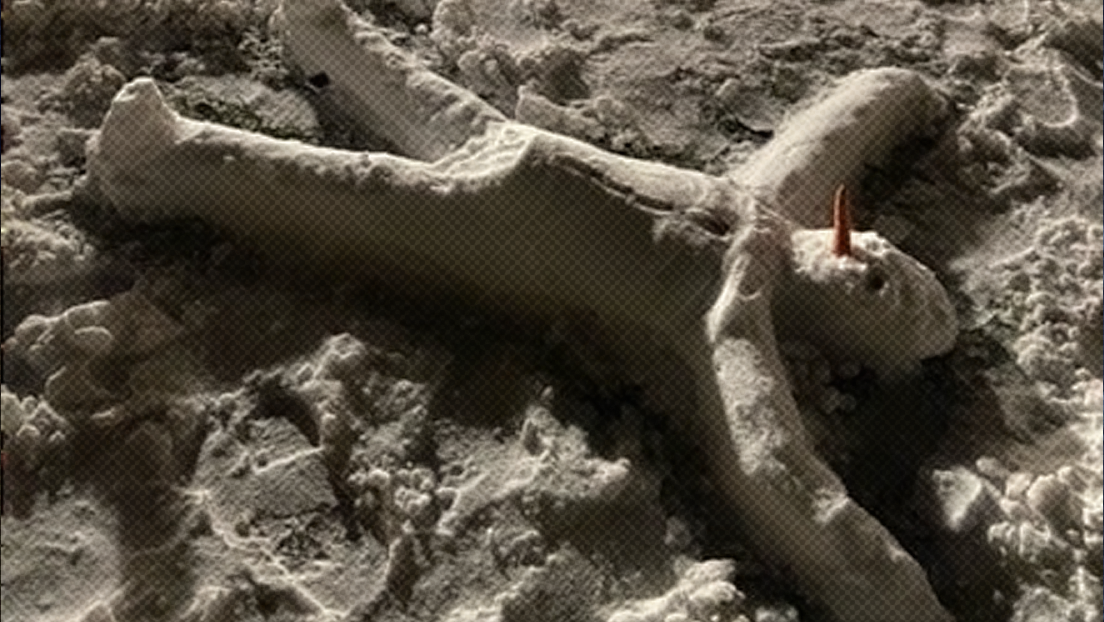 FOTO: Policías se movilizan tras el hallazgo de un 'cadáver' en Ámsterdam pero resulta ser otra cosa