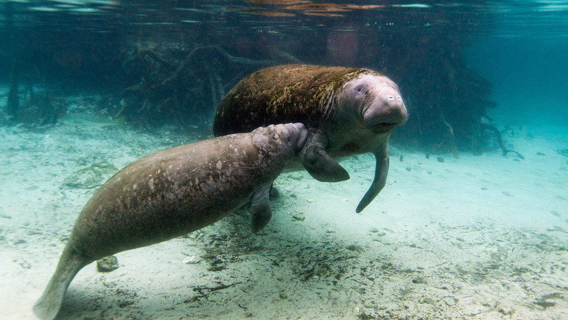 VIDEO: Un dron graba a varios delfines mientras juegan entre una enorme manada de manatíes