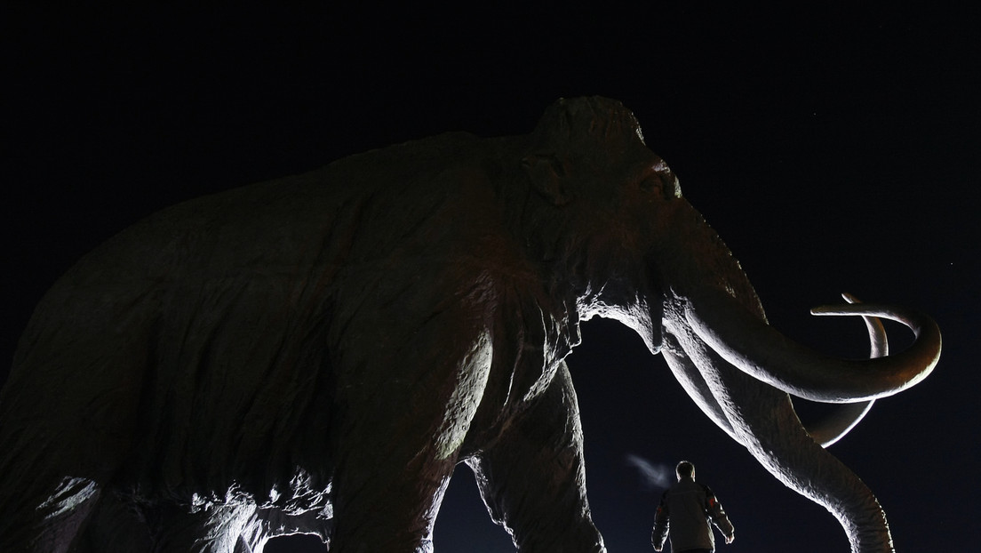 Extraen el ADN más antiguo conocido de dientes de mamuts siberianos