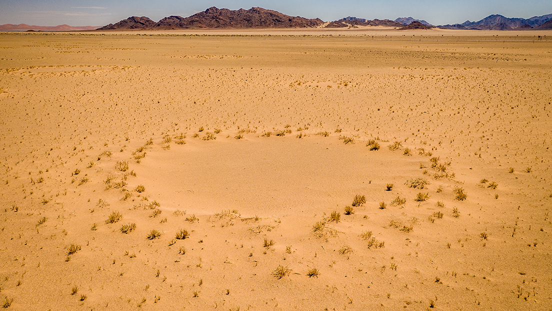 Resuelven el enigma de los círculos de hadas en el desierto del Namib