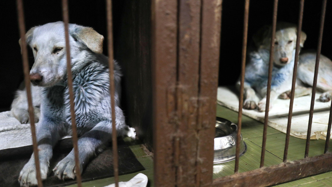 FOTO: Aparece un perro callejero rosado en la misma ciudad rusa donde fueron avistados canes azules