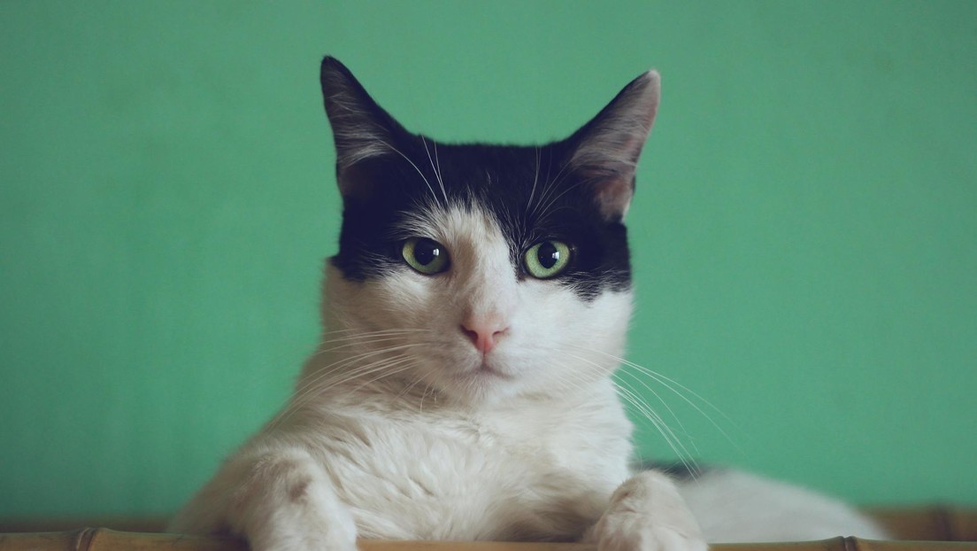 Una gata olfatea una fuga de gas y salva a sus dueños de una posible explosión