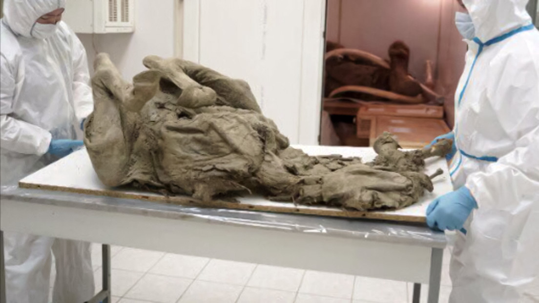 Científicos rusos estudian virus prehistóricos en tejidos de animales recuperados de permafrost derretido